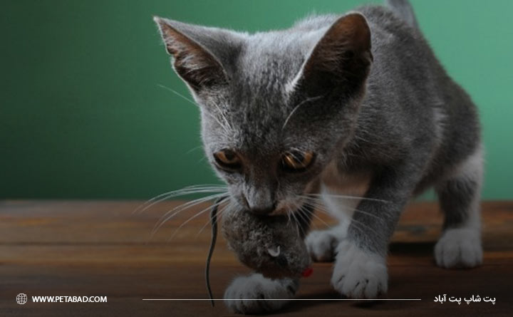 دلایل هدیه آوردن گربه ها