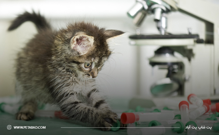 انواع کم خونی های گربه