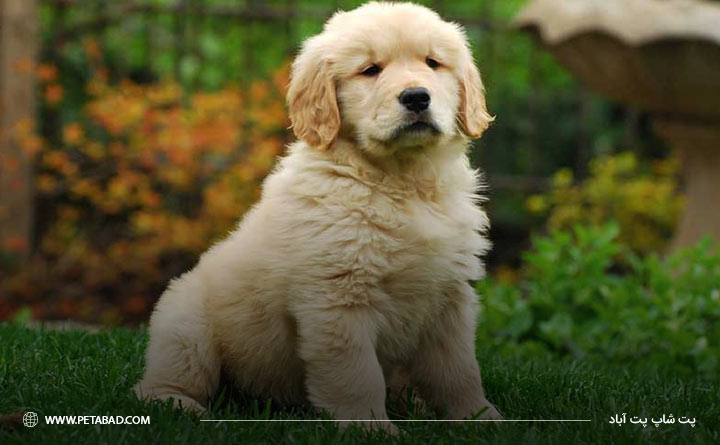 سگ نژاد گلدن رتریور