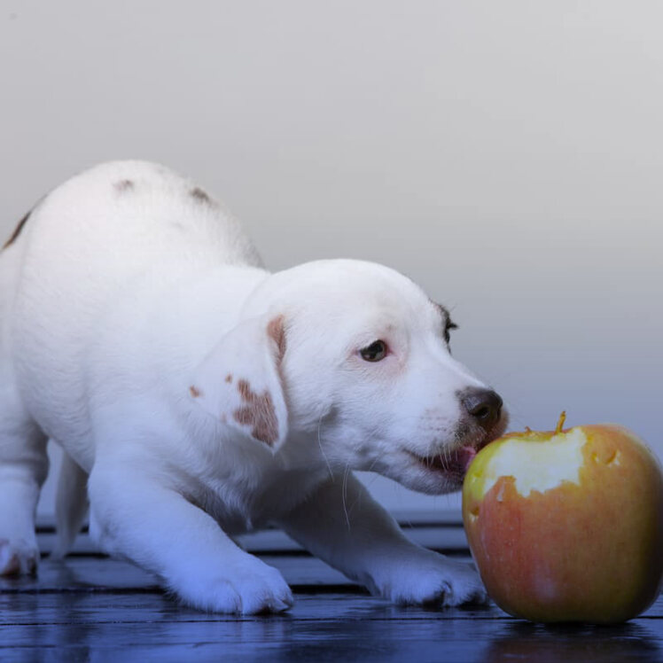 آیا سگ‌ها می‌توانند سیب بخورند؟