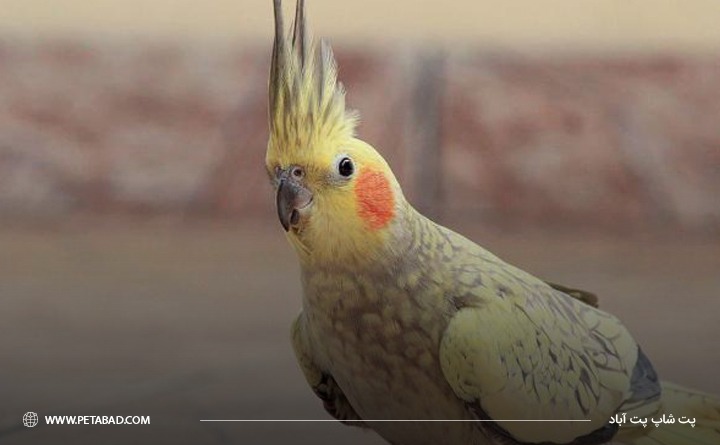 پف کردن عروس هلندی ناشی از خوشحال شدن