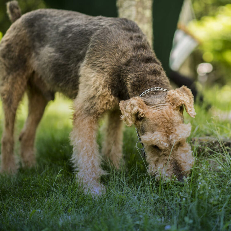 علل مدفوع خواری در سگ ها