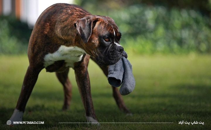 سرگرمی سگ ها دزدن جوراب های شماست