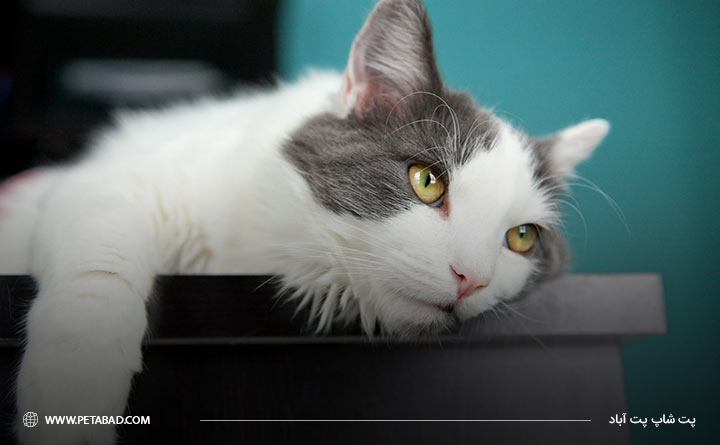 انتقال بیماری پس از هدیه آوردن گربه