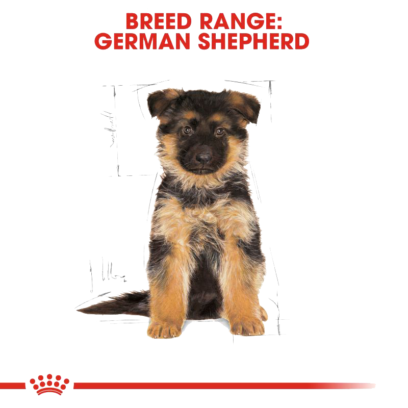  عکس تبلیغات غذای خشک توله سگ رویال کنین مدل German Shepherd Puppy وزن 3 کیلوگرم 