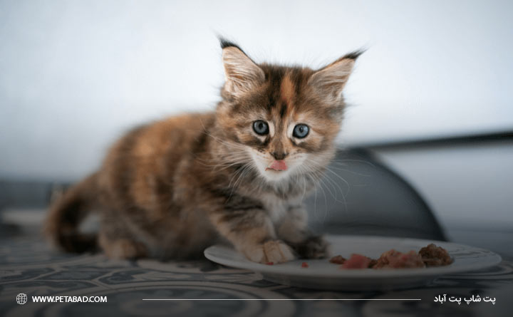 تغذیه مناسب گربه در فصل سرما