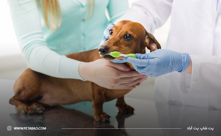 مراقبت از دندان‌های سگ 