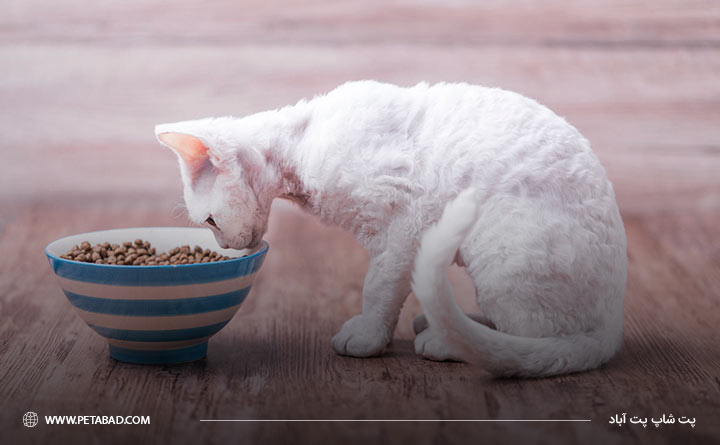 انتخاب رژیم غذایی مناسب برای گربه