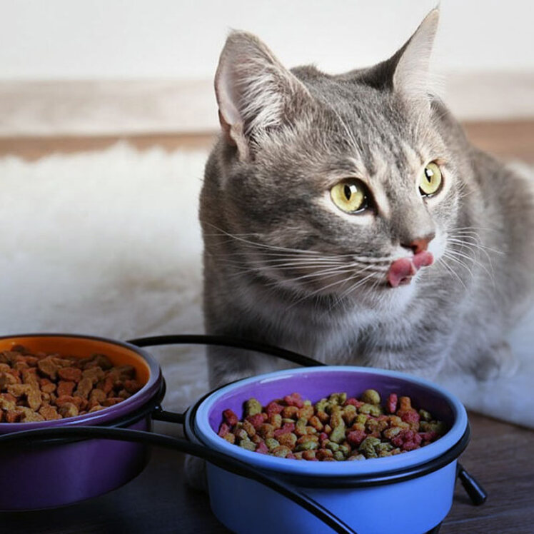 کنسرو غذای گربه آیا گزینه مناسبی برای تغذیه گربه است؟