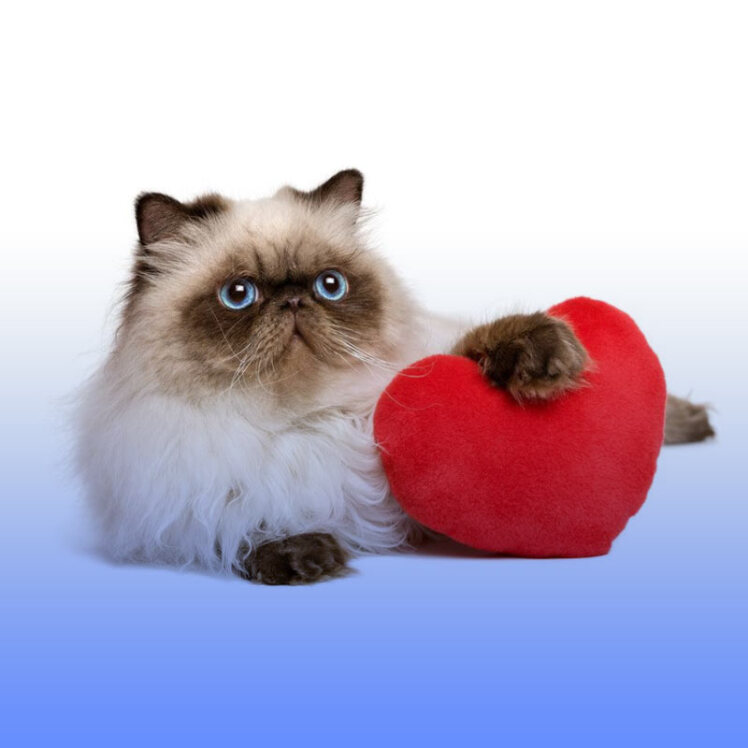 بیماری قلبی در گربه‌ها به همراه علائم و علل ابتلا به آن