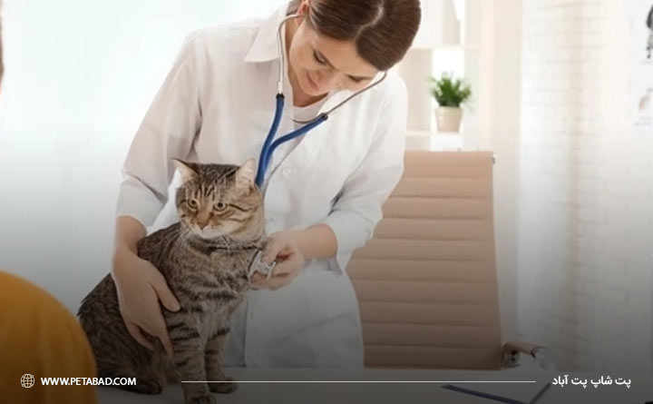 نحوه تشخیص آلرژی گربه 
