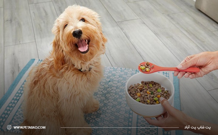 دلایل استفاده از غذای مخصوص سگ