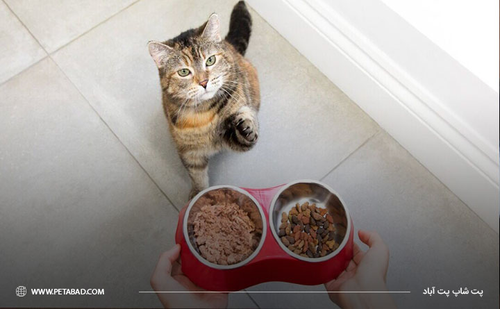 غذا برای گربهای که تازه زایمان کرده