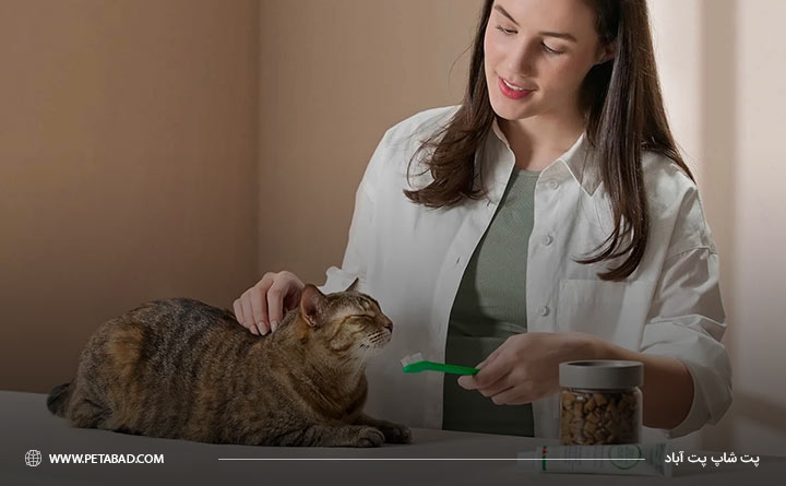 مسواک زدن دندان های گربه