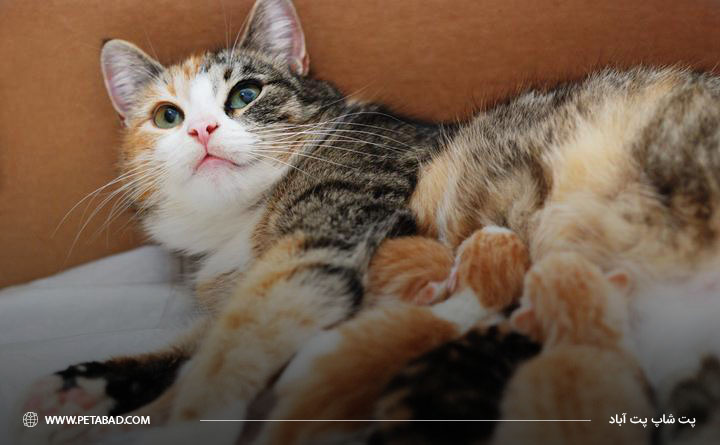 غذای مخصوص برای گربه مادر