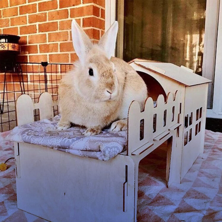 آشنایی با خرگوش ها و نحوه نگهداری از آن ها در خانه