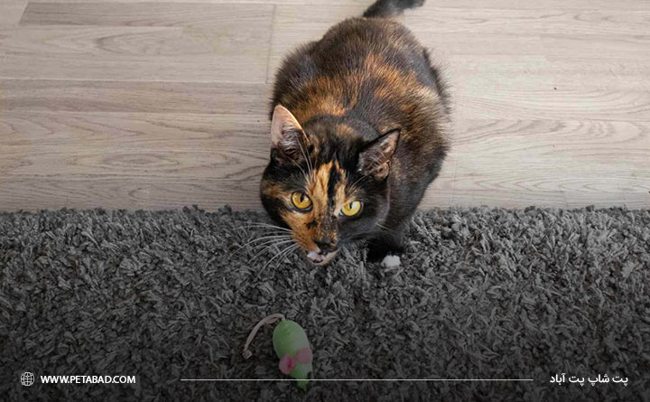 مدیریت هدیه آوردن گربه