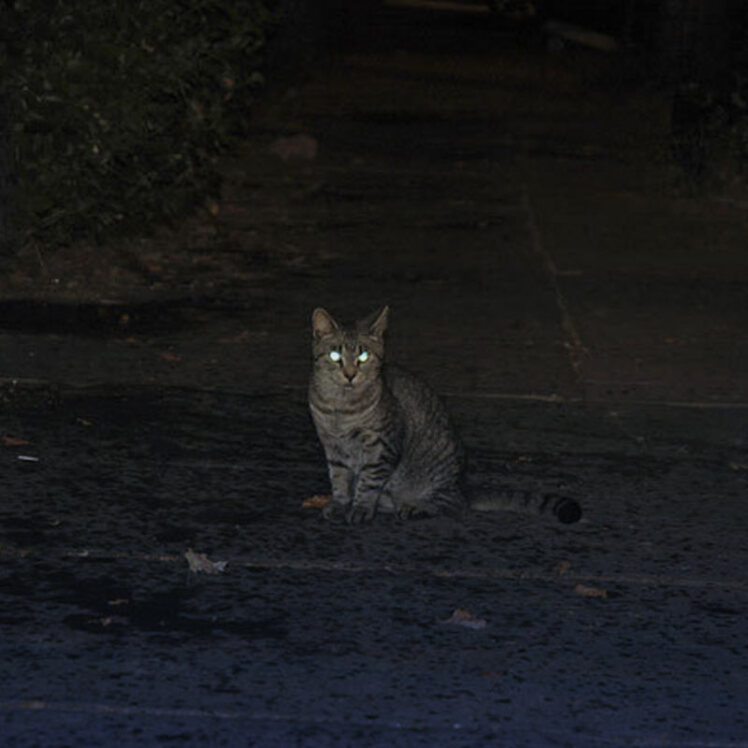 آیا گربه ها دید در شب دارند؟!