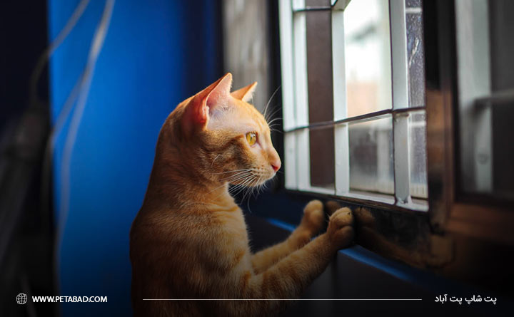 بستن پنجره برای گربه