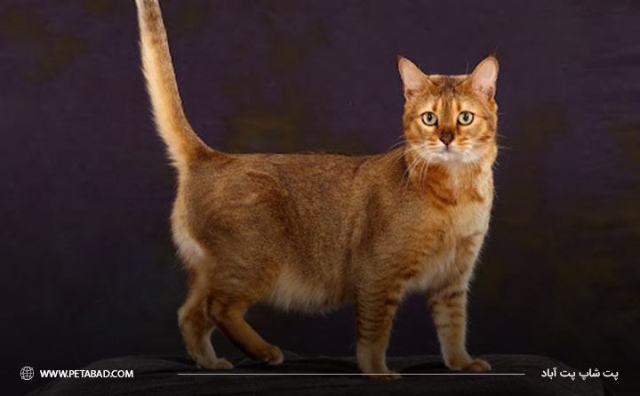 گربه نژاد Chausie Cat