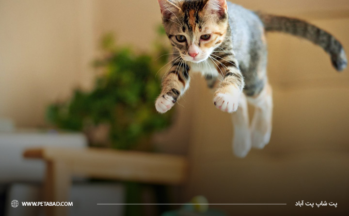 دلایل خرید تونل بازی برای گربه