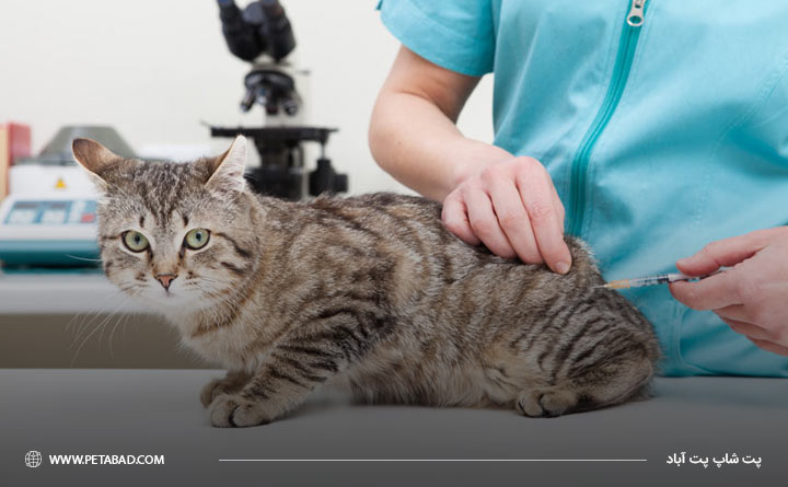 مهم ترین عوارض واکسیناسیون گربه