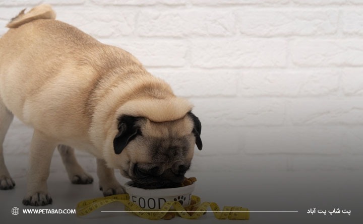 بهترین برند غذای درمانی سگ