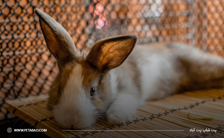 علت بی حالی خرگوش