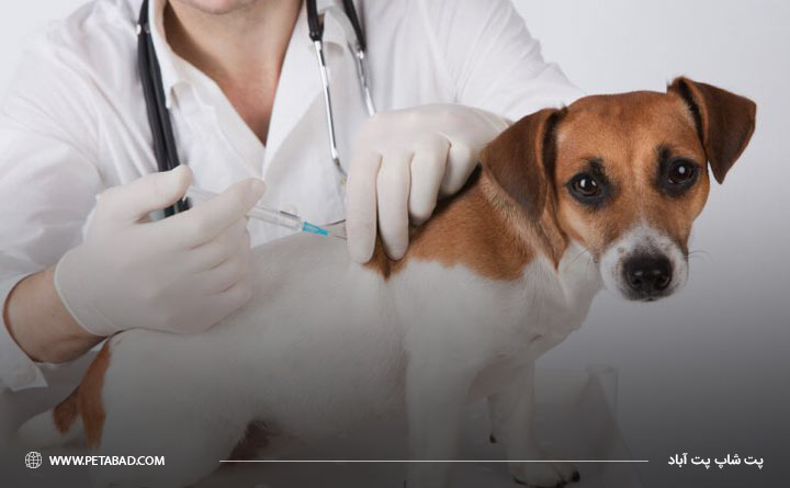 واکسن های مخصوص سگ ها و تفاوت آنها