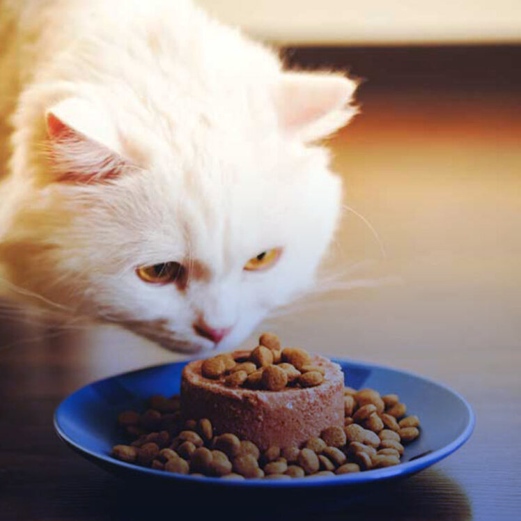 اهمیت و طرز تهیه غذای خانگی برای گربه 