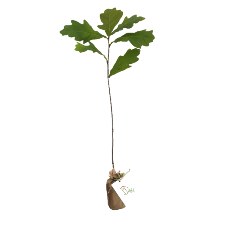 تصویر نهال بلوط زاگرس