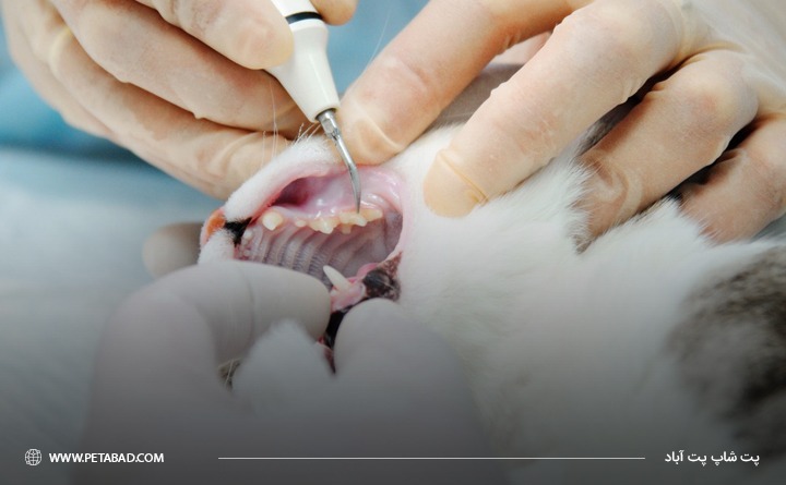 درمان بیماری‌ دندانی گربه