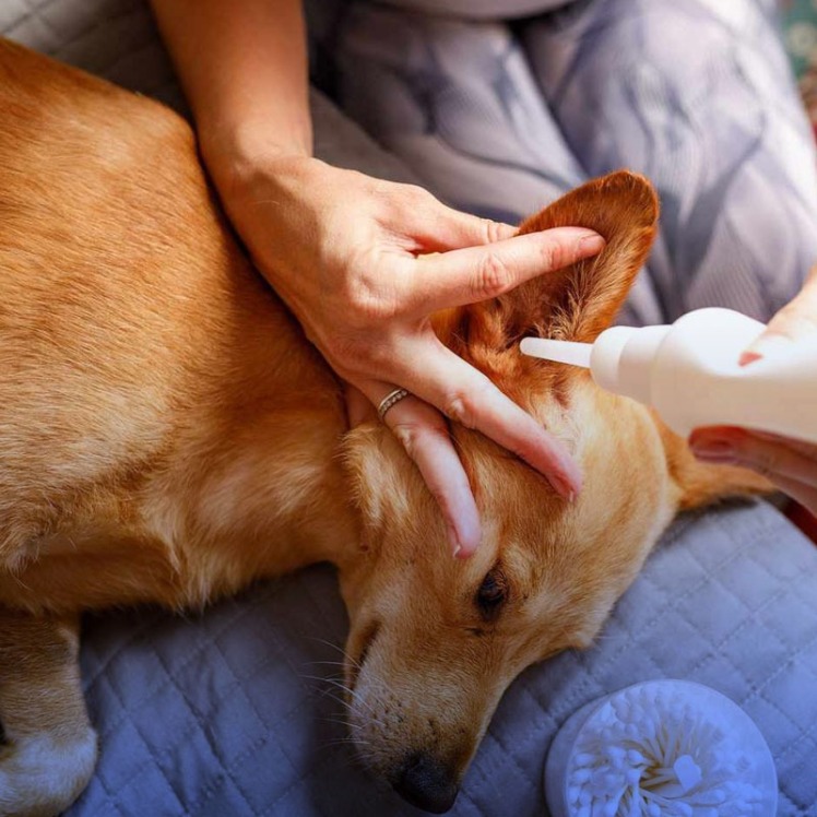 چگونه گوش سگ را در خانه تمیز کنیم؟