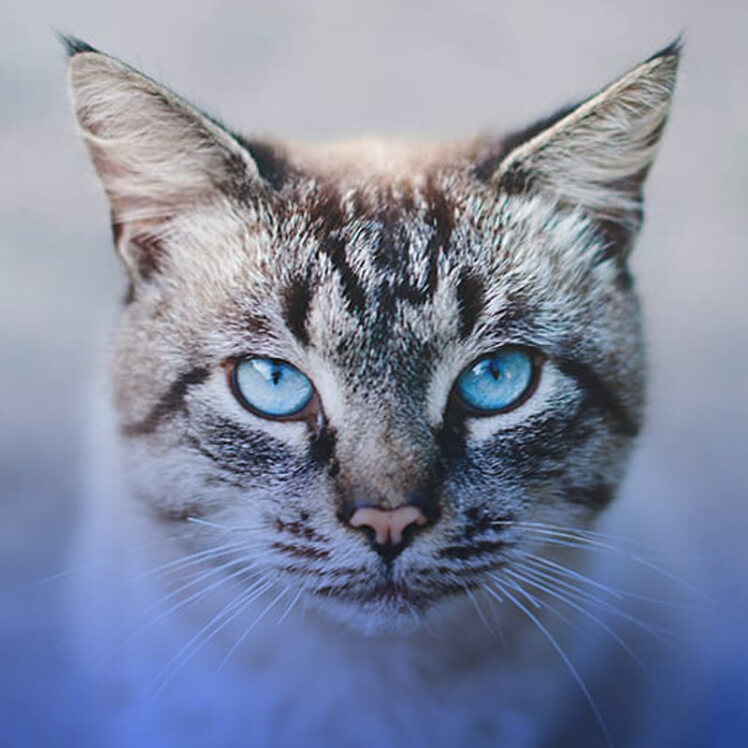 بیماری درماتوفیتوز در گربه‌ها چیست؟ 