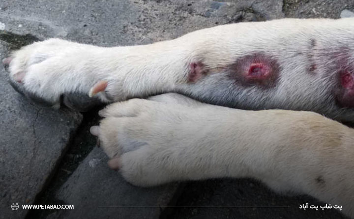 عفونت در بدن سگ از خطرات عدم درمان شپش
