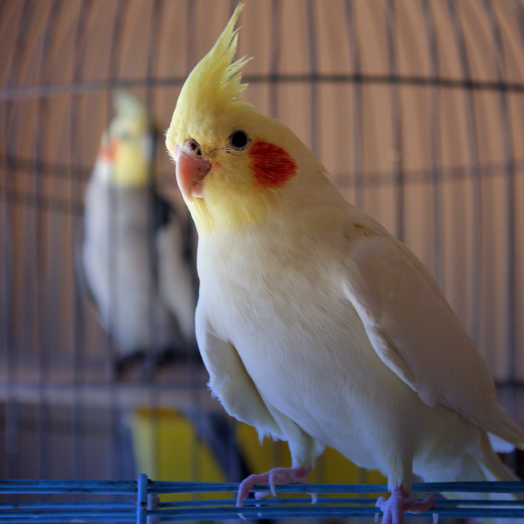 بهترین پرنده برای نگهداری در آپارتمان