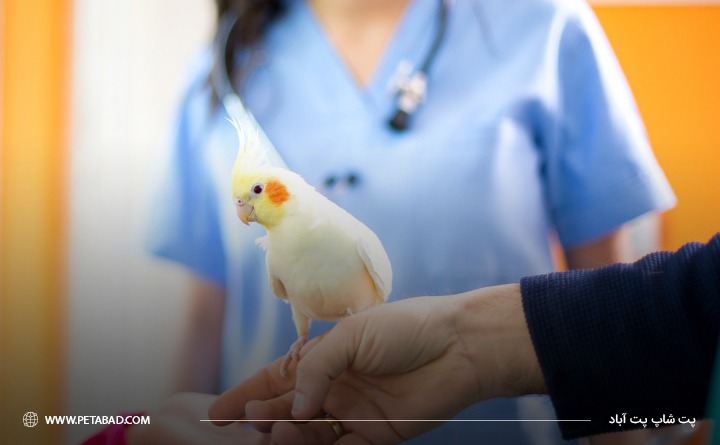 مشورت با دامپزشک برای درمان ترس عروس هلندی