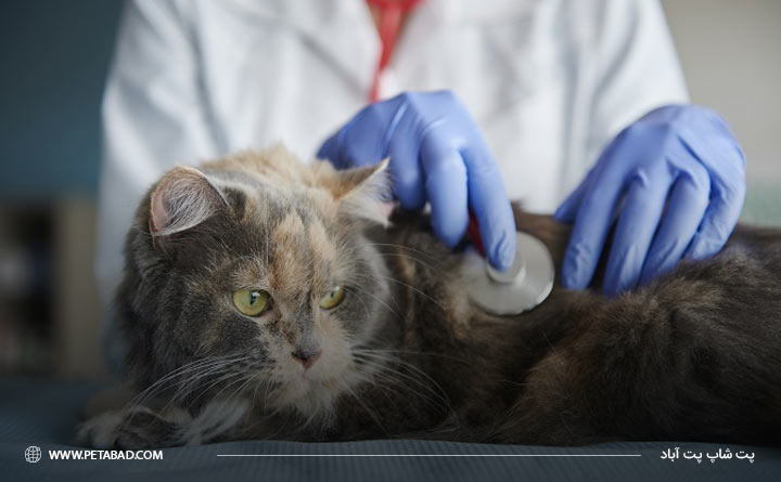 معاینه گربه توسط دامپزشک جهت تشخیص سرطان