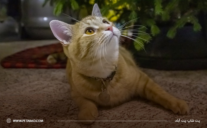خصوصیت های رفتاری گربه DSH
