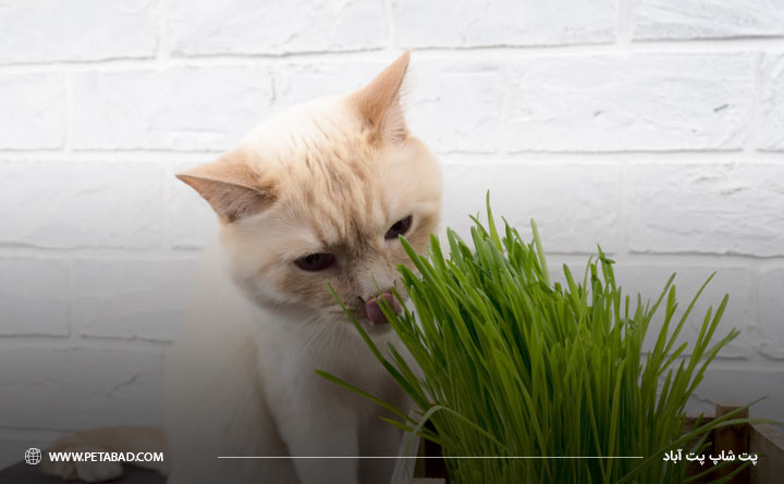 می دانید گربه ها چرا به تمایل خوردن گیاه دارند