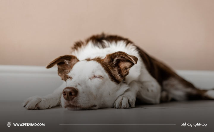 احساس خستگی سگ از عوارض جانبی بعد از واکسیناسیون