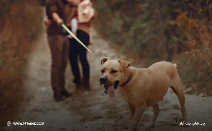 خصوصیات رفتاری سگ آلفا: کشیدن افسار به سمت دیگر
