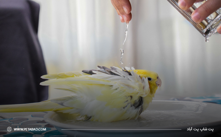 نکات مهم برای حمام کردن پرنده