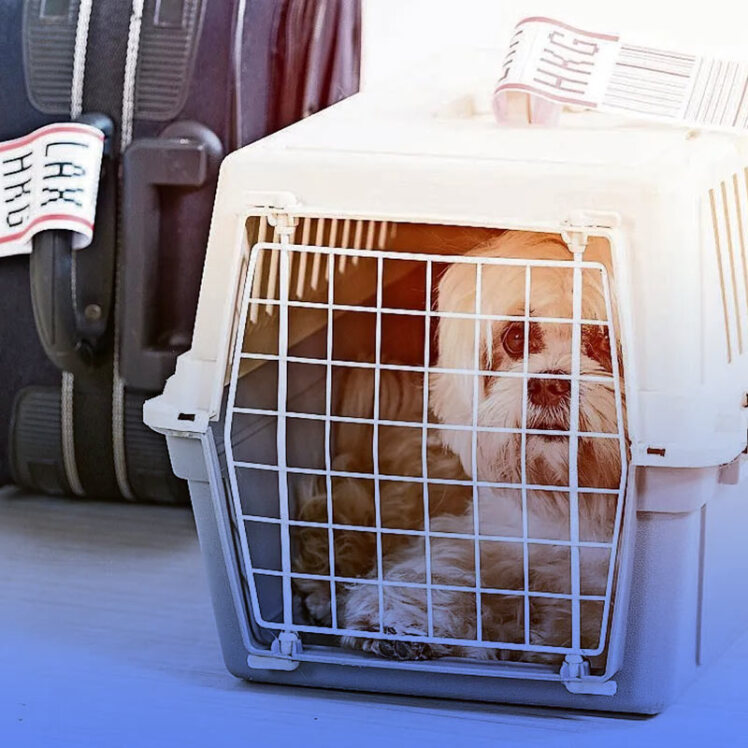 نکاتی که باید در مسافرت های هوایی با حیوانات خانگی در نظر داشته باشیم؟