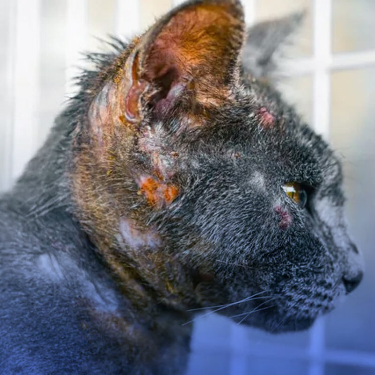 بیماری پمفیگوس گربه و علل ابتلا به آن