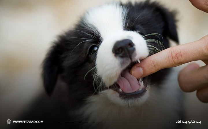 نشانه های دندان درآوردن توله سگ