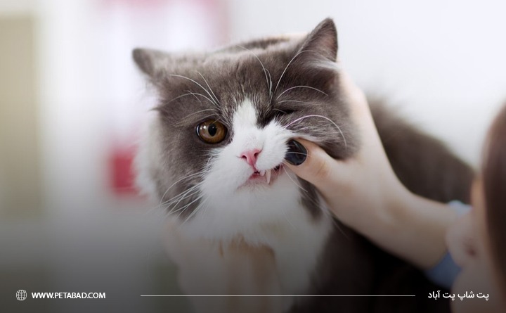 بیماری‌ دندانی در گربه
