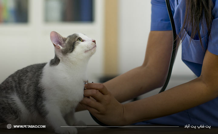 علل بیماری قلبی در گربه‌ها چیست؟