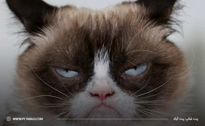 نشانه های بیماری دندان در گربه