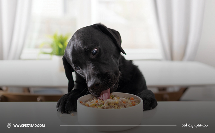 چگونه به سگ غذای خشک دهیم